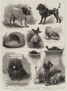 Mostra nazionale di cani sportivi e altri cani a Birmingham